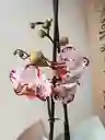 Orquidea Blanca Con Borde Morado X2 Tallos