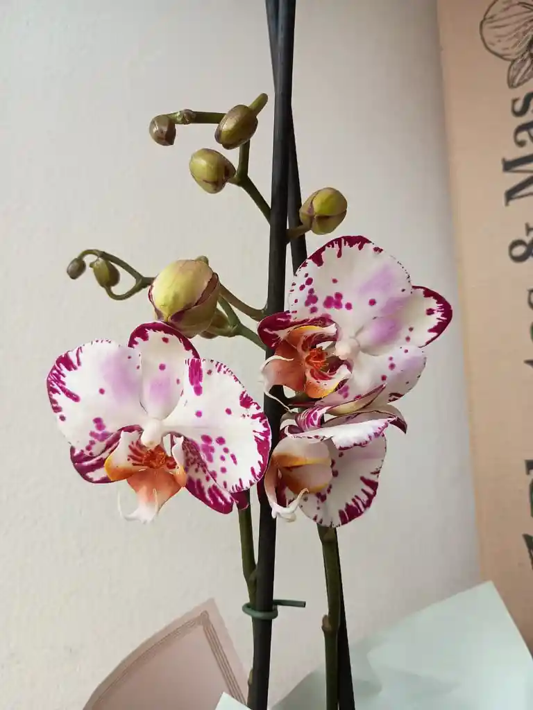 Orquidea Blanca Con Borde Morado X2 Tallos