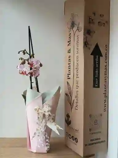 Orquidea Blanca Con Borde Morado X2 Tallos