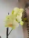 Orquidea Amarilla Suave X1 Tallo