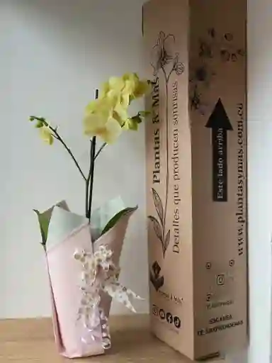 Orquidea Amarilla Suave X1 Tallo
