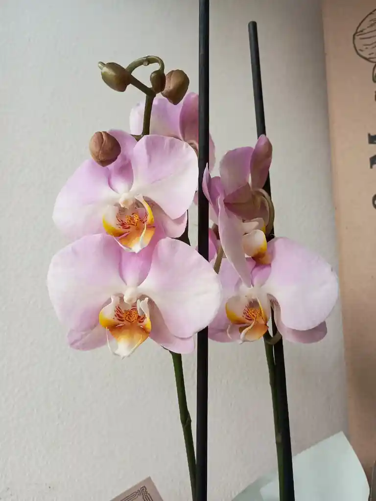 Orquidea Blanca Con Centro Lila X 2 Tallos