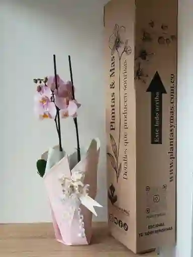 Orquidea Blanca Con Centro Lila X 2 Tallos