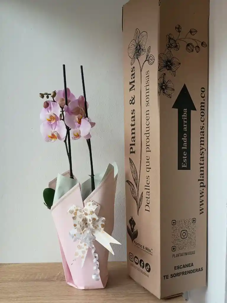 Orquidea Blanca Con Centro Lila X 2 Tallos