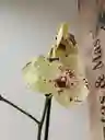 Orquidea Amarilla Con Puntos Fucsias X2 Tallos