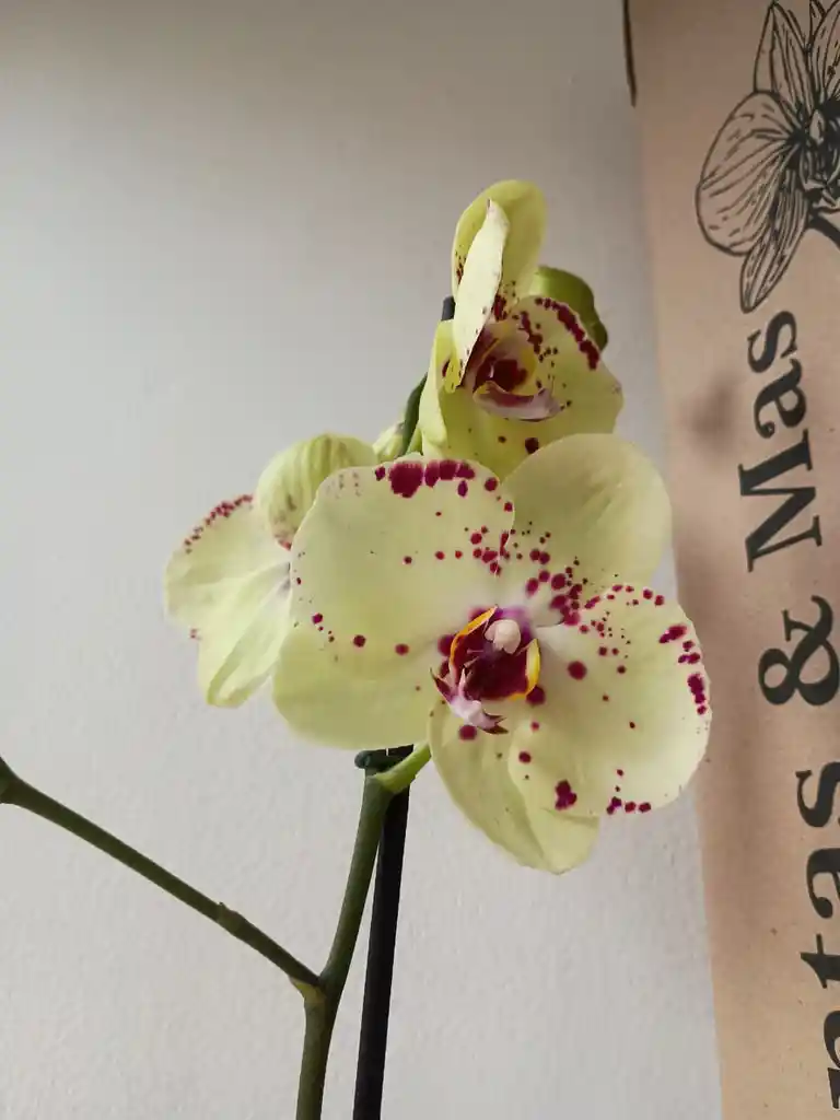 Orquidea Amarilla Con Puntos Fucsias X2 Tallos