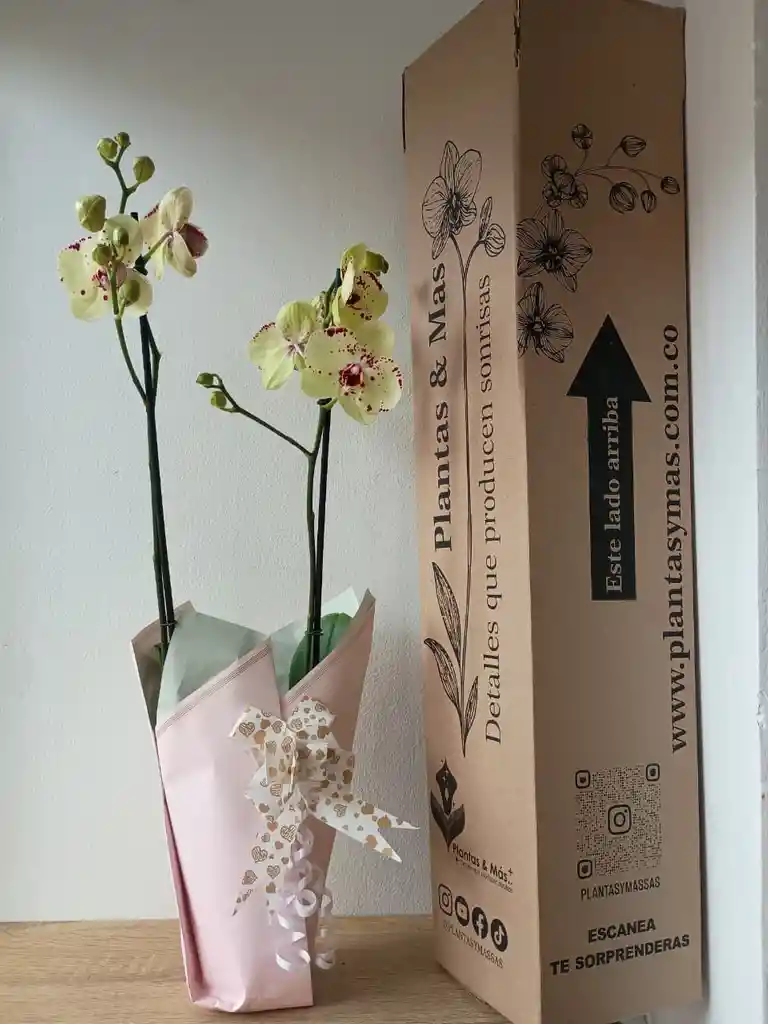 Orquidea Amarilla Con Puntos Fucsias X2 Tallos