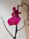 Orquídea Morada Intensa X1 Tallo