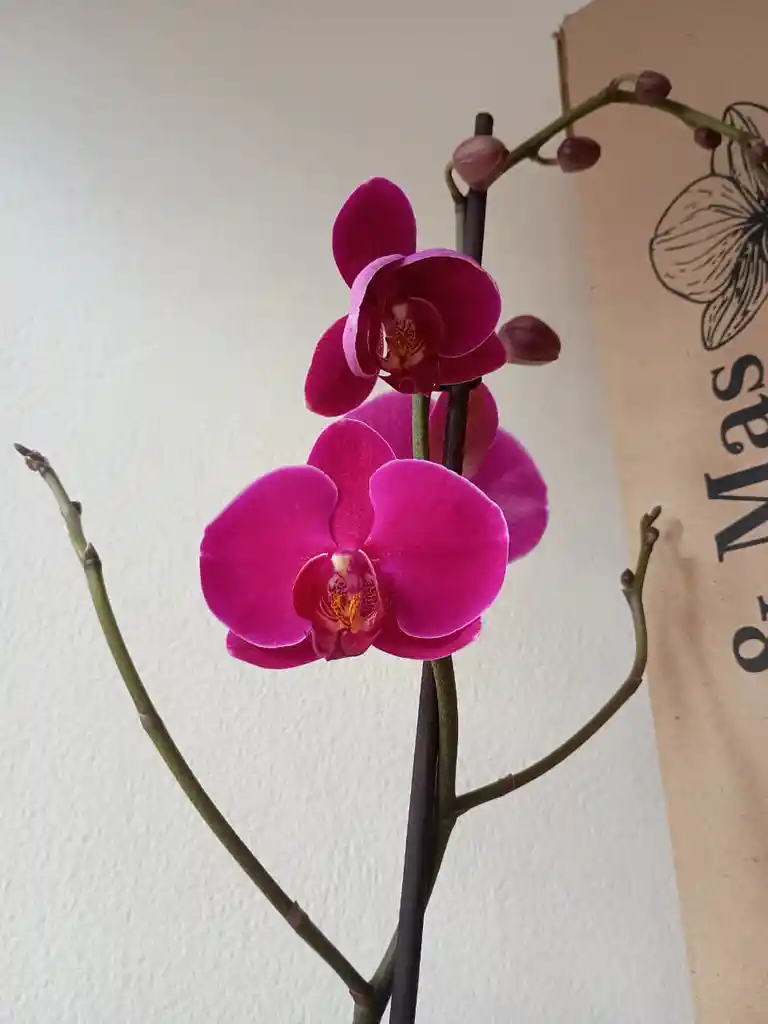 Orquídea Morada Intensa X1 Tallo