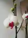 Orquídea Blanca X2 Tallos