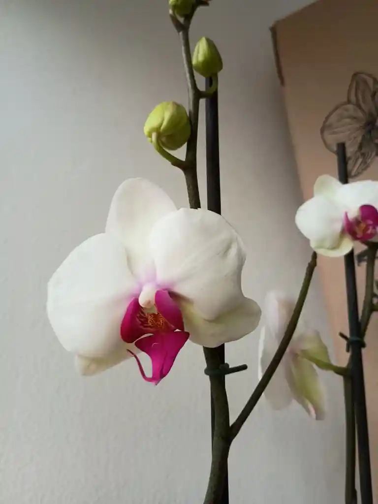 Orquídea Blanca X2 Tallos