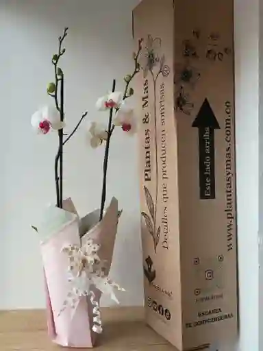 Orquídea Blanca X2 Tallos