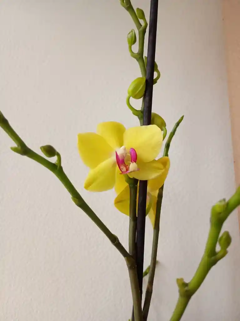 Orquidea Amarilla Con Centro Fucsia X1 Tallo