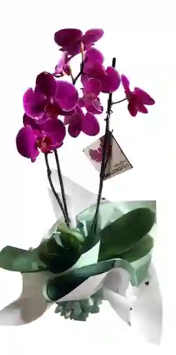 Orquidea