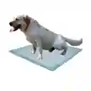 Tapete Entrenador Con Adhesivo 60 Cm X 60 Cm Por 360 Unidades
