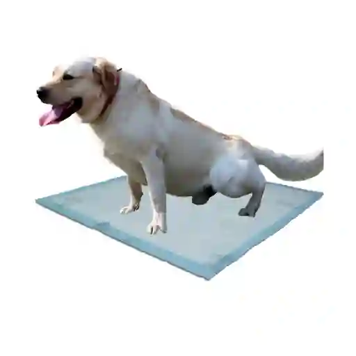 Tapete Entrenador Con Adhesivo 60 Cm X 60 Cm Por 360 Unidades