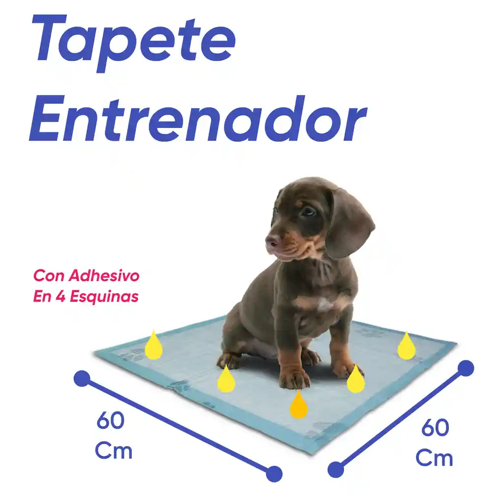Tapete Entrenador Con Adhesivo 60 Cm X 60 Cm Por 360 Unidades