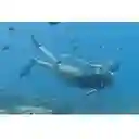 Kit De Buceo
