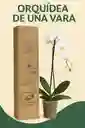 Orquidea De 1 Vara Blanca
