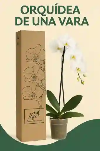 Orquidea De 1 Vara Blanca
