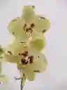 Orquídea De 2 Varas Amarillas