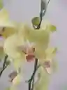 Orquídea De 2 Varas Amarillas