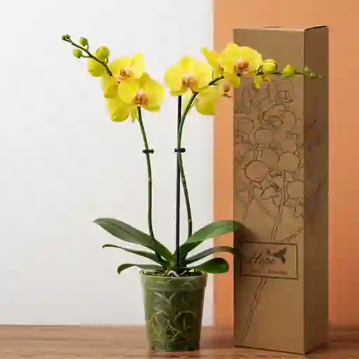 Orquídea De 2 Varas Amarillas