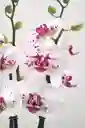 Orquídeas 2 Varas Variegadas Morado Y Blanco