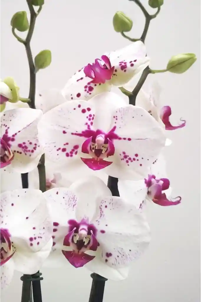 Orquídeas 2 Varas Variegadas Morado Y Blanco