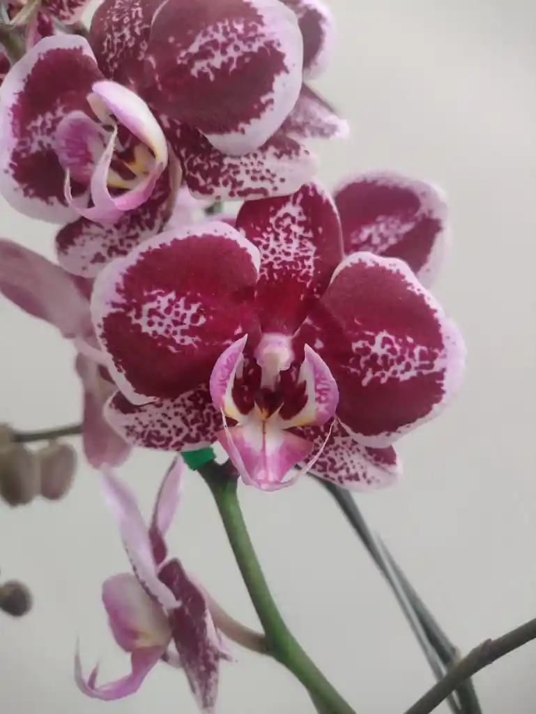 Orquídeas 2 Varas Variegadas Morado Y Blanco