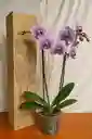 Orquídeas 2 Varas Variegadas Morado Y Blanco