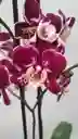 Orquídeas 2 Varas Variegadas Morado Y Blanco