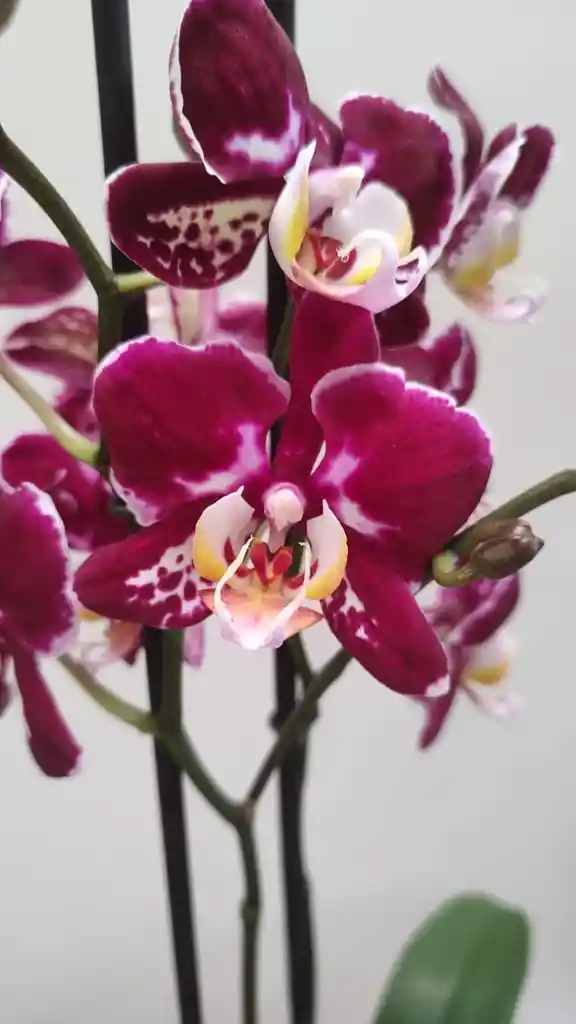 Orquídeas 2 Varas Variegadas Morado Y Blanco