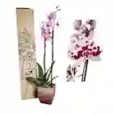 Orquídea Lujo De Regalo