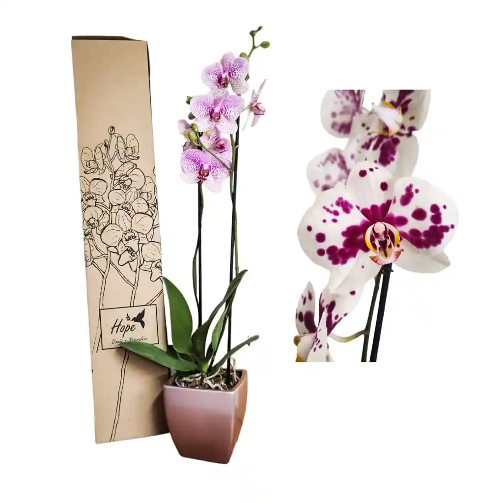 Orquídea Lujo De Regalo