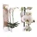 Orquídea Lujo De Regalo