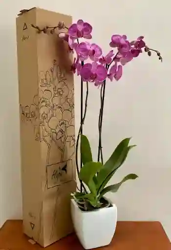 Orquídea Lujo De Regalo