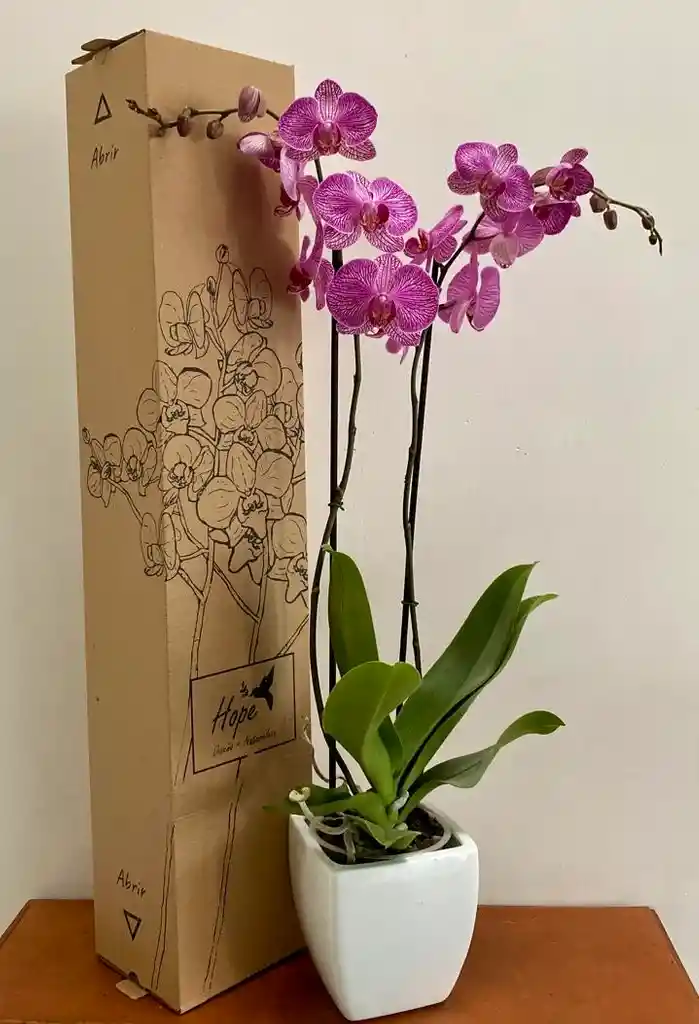 Orquídea Lujo De Regalo