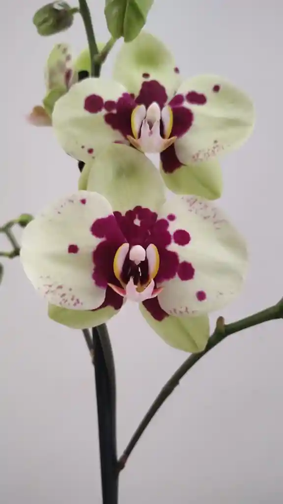 Orquídea Phalenopsis Flores Amarillas