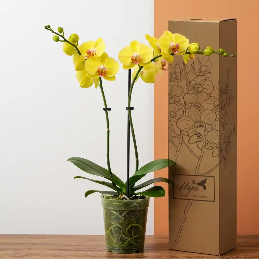 Orquídea Phalenopsis Flores Amarillas