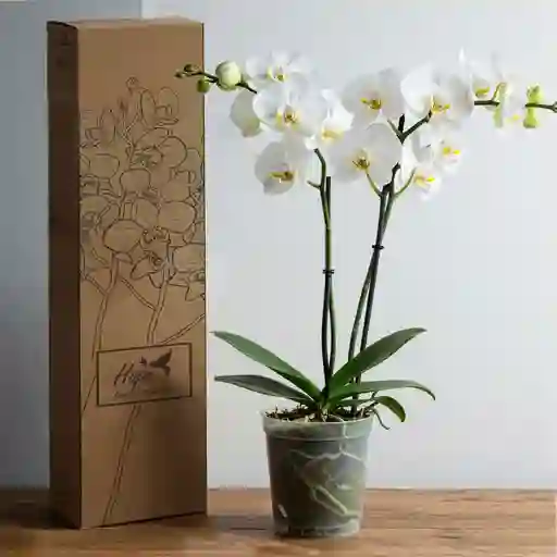 Orquídea Phalenopsis Flores Blancas