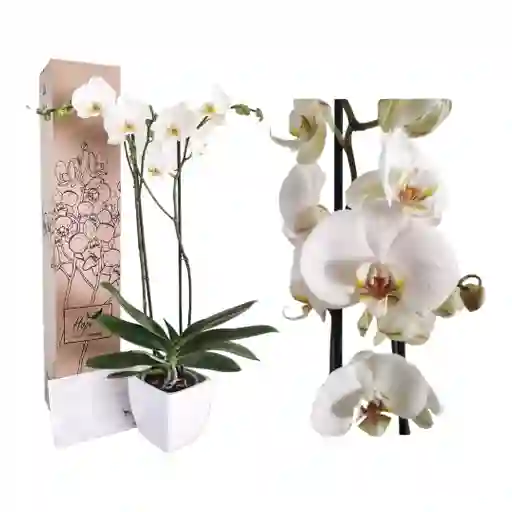 Condolencias Orquídea