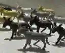 Animales Para Maqueta Burros X12 Unidades Burros X12 Unidades