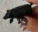 Animales Para Maqueta Cerdo O Marrano X Unidad