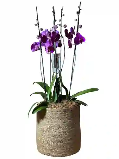 Arreglo De Orquídeas Supreme Moradas En Matera De Algas Marinas