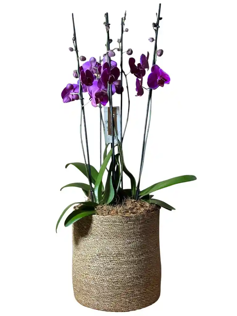 Arreglo De Orquídeas Supreme Moradas En Matera De Algas Marinas