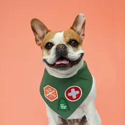 Pañoleta M Pet Scout