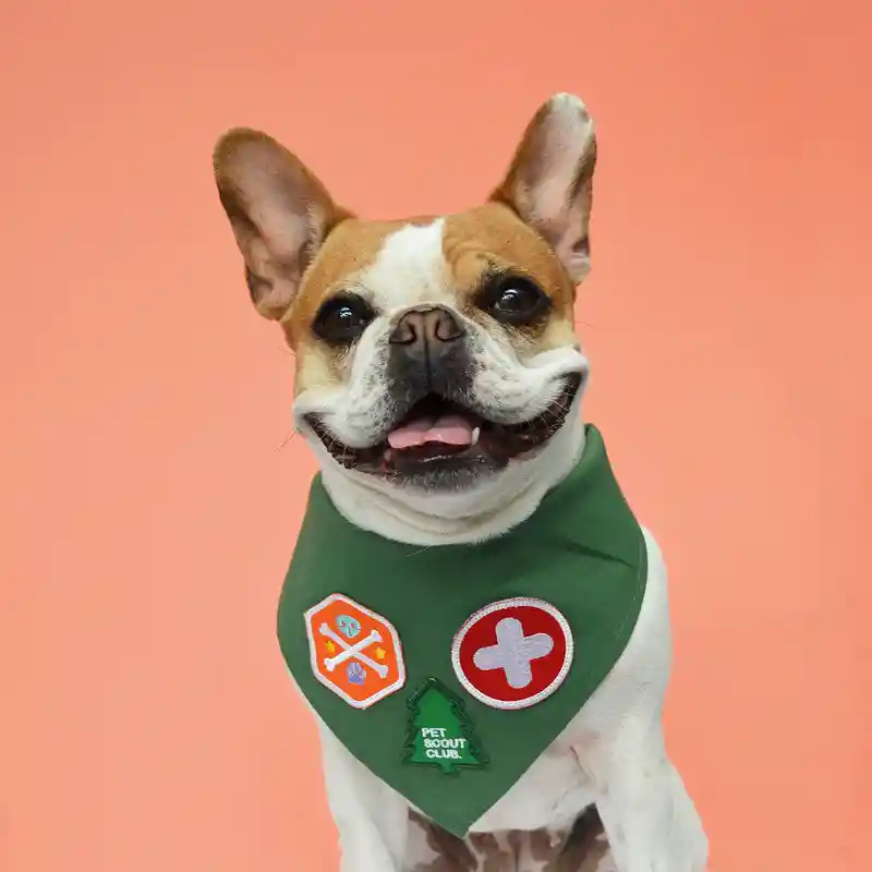 Pañoleta Xl Pet Scout