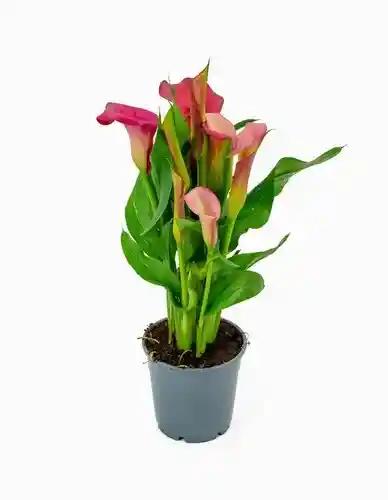 Planta De Cartuchos