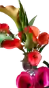 Planta De Cartuchos